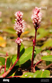 Image result for Potamogeton