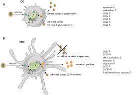 Little known immunity nutrient that helps heal herpes. Frontiers What Goes Around Comes Around Hsv 1 Replication In Monocyte Derived Dendritic Cells Microbiology