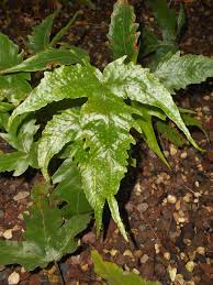 Image result for Tectaria fernandensis