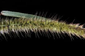 Image result for Cenchrus purpureus