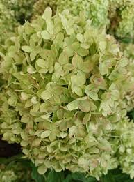 This variety has clusters of pink or lavender shaded flowers that are aged and white and only reaches about 4 feet tall. Hydrangea Turning Green 3 Reasons Gardener Report