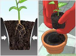 How To Grow Bell Peppers Indoors With Pictures Stuffed Bell Peppers Growing Bell Peppers How To Grow Bell Peppers
