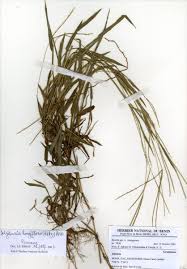 Image result for Digitaria longiflora