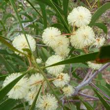Dec 01, 2016 · growing a snowball tree or viburnum opulus. Acacia Implexa Hickory Wattle Australian Plants Online