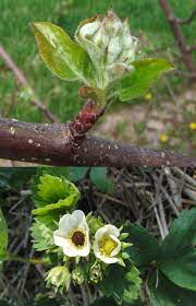 Apples, pears, peaches, and a large number of ornamentals. Specialists Warm Winter Leaves Fruit Trees Plants At Risk