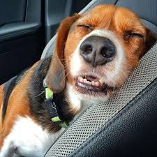 Pay Attention To The Position Your Dog Sleeps In Most Frequently Sleeping Dogs Beagle Dog Dog Training
