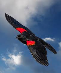 Birds With Redheads In Ohio Birds Birds Birds Ohio Birds Birds Beautiful Birds