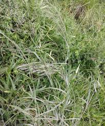 Image result for Eragrostis aethiopica