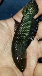 Betta Bellica Betta Fish Betta Oscar Fish