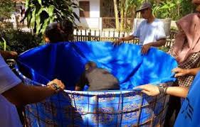 Cara Membuat Air Bioflok Analisa Usaha Budidaya Lele Sistem Bioflok Budidaya Lele Sistem Bioflok Pdf Persiapan Air Kolam Bioflok Panduan Bioflok Budid Probiotik