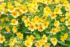 Image result for Jamesbrittenia