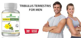 Tribulus terrestris, also called puncture vine, is derived from a plant that has been used around the world, and for centuries, for it's healing properties. Best Bodybuilding Supplements In India Archives Nutriherbs