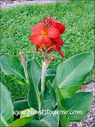 Image result for Cannaceae