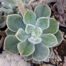 As the plant matures you can expect it to reach up to around 30 cm (12″) tall. Echeveria Pulvinata Frosty Stecklinge Sunnyplants Com
