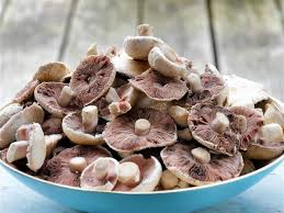 Champions gefüllte pilze natur blumen pflanzen. Champignons Uber Champignons Auf Der Weide Hannas Tochter