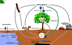 Siklus karbon adalah siklus biogeokimia dimana karbon dipertukarkan antara biosfer, geosfer, hidrosfer, dan atmosfer bumi (objek astronomis lainnya bisa jadi memiliki siklus karbon yang hampir. Daur Biogeokimia Karbon 6 Proses Daur Biogeokimia