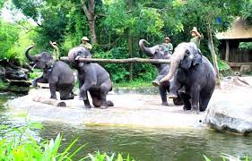 Singapore Zoo Entrance Fee Open Hours Map Location Tickets Singapore Zoo Zoo Singapore