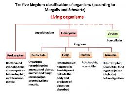 Caryophyllales is a large group of 26 families of flowering plants with about 12. Classification And Taxonomy Of Plants And Animals Crazy Plants Crazy Critters