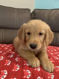 Search listings for golden retriever and other items on ksl classifieds. Golden Retriever Puppies For Sale Tucson Az 297600