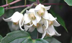 Winter clematis, winter beauty, jingle bells, freckles, ourika valley, wisley cream, landsdown gem. Up To 40 Off Clematis Winter Beauty Plant 7cm Groupon