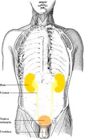 The rib cage consists of 24 ribs, 12 on either side, and it shields the organs of the chest, including at the back, they are attached to the spine. Ureter Wikipedia