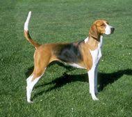 American Foxhound Livestock Profile American Foxhound Foxhound Dog The Fox And The Hound