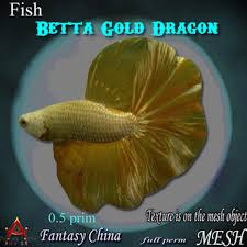 Betta mahachai naturally has a high degree of iridescence. Second Life Marketplace Fc Full Perm Mesh Betta Gold Dragon Fish