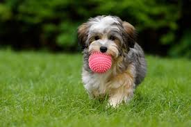 See The 50 Cutest Dog Breeds As Puppies Iron Man