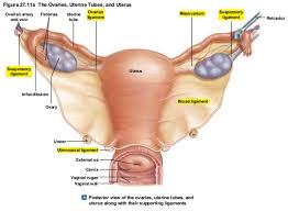 ƒ describe functional anatomy and relevant. Uterus Anatomy Ligaments Anatomy Drawing Diagram