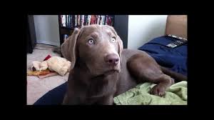 Silver Lab Facts About Silver Labrador Retriever Herepup