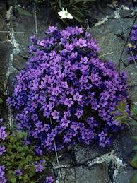 Campanula Poscharskyana Serbian Bellflower Bellflower Rock Garden Plants Plants Flower Garden Plans