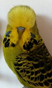 English Budgie Grey Green Normal Muhabbet Kuslari Kus