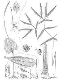 Image result for Ophioglossum thomasii