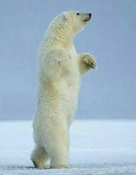 La Valse Ijsbeer Grappige Dierenplaatjes Dieren