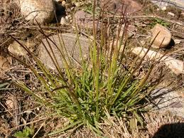 Image result for Microchloa