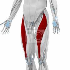 Explore details of anatomical relationships with the cross section tool. Rectus Femoris Muscles Anatomy Map Leinwandbilder Bilder Fruher Knorpel Sehne Myloview De
