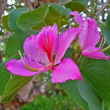 Image result for Bauhinia macrantha
