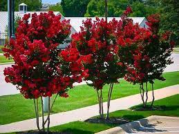 Miss Francis Crape Myrtle Myrtle Tree Crepe Myrtle Landscaping Crape Myrtle