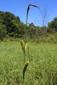 Image result for Carex lycurus