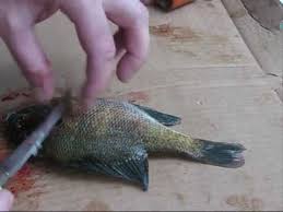 Get one of our fried bluegill fillets recipe and prepare delicious and healthy treat for your family or friends. How To Fillet Panfish And Bluegill Properly A Complete Step By Step Guide Youtube