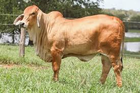 This success can be attributed to the ranch philosophy — developing progressive brahman genetics by utilizing cutting edge reproductive technology and common sense practices. Brahman Cattle Facebook