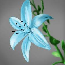 Pin By Sunita Sunita On Favorite Flowers Lily Flower Amazing Flowers Beautiful Flowers