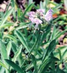 Image result for Ocimum fimbriatum