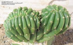 Pachanoi) are naturally grown in the american southwest. Crested San Pedro Echinopsis Pachanoi F Cristate
