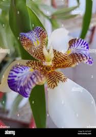 Image result for Neomarica northiana