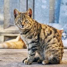 The spaying of female cats is a normal and routine surgical procedure at veterinary clinics and animal hospitals everywhere. Cat Spaying Aftercare What To Do After The Surgery Daily Paws