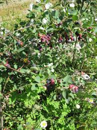 Some of the trees and flowers in deciduous forests are: Transplanting Saskatoon Bushes Without Killing Them