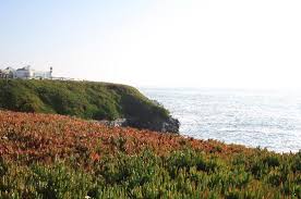 Maybe you would like to learn more about one of these? Flowers Picture Of Natural Bridges State Beach Santa Cruz Tripadvisor