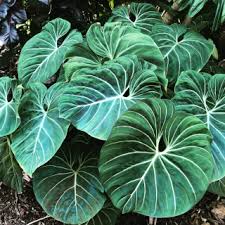 This Seems To Be A Larger Rounder More Robust Form Of P Gloriosum In Garden Trials With The Two Types Here At Nse T Plants Unusual Plants Variegated Plants