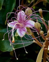 Image result for Coleus sessilifolius